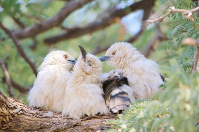 Close-up of birds perching on tree