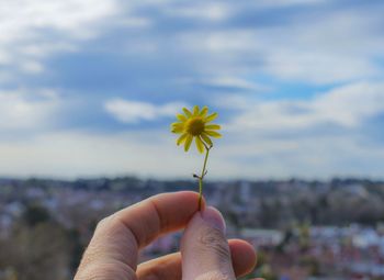 Close-up of hand holding yellow dandelion flower