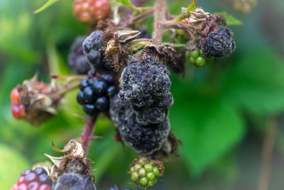 Close-up of berries on plant