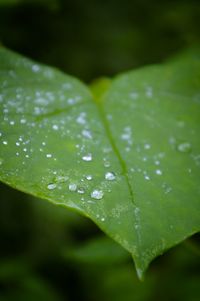 Close-up of water drops on leaf