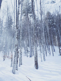 Bare trees on snow covered land