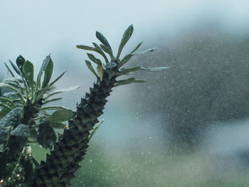 Close-up of plant against water
