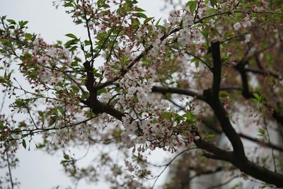 Low angle view of apple blossoms in spring
