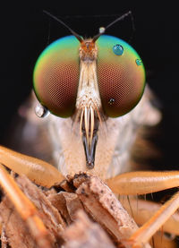 Macro shot of housefly