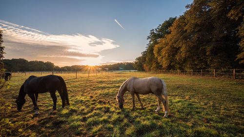 Horses grazing on field against sky during sunrise