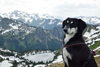 Dog looking at snowy mountains 