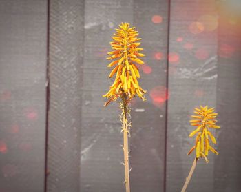 Close-up of yellow flowering plant