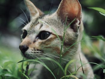Close-up of a cat looking away