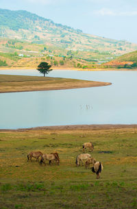 Sheep on landscape against sky