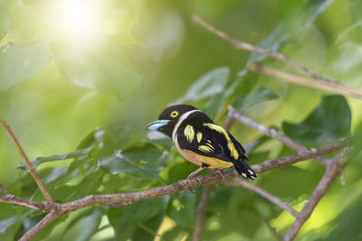 Bird beautiful color black and yellow broadbill eury laimus ocromalus small cute