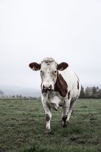 Portrait of cow on field