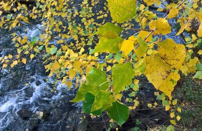 High angle view of yellow leaves on tree