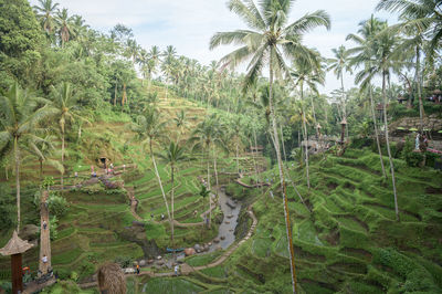 Panoramic shot of palm trees on field against sky