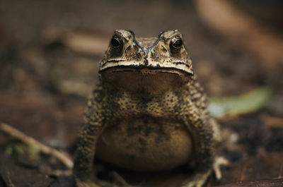 Close-up of a lizard