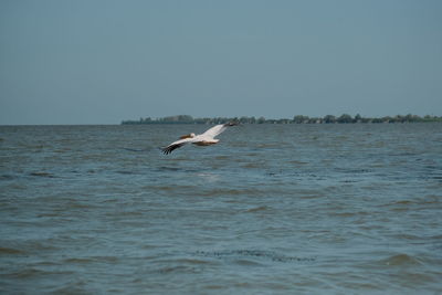 Bird flying over sea against sky