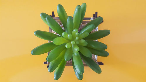 Directly above shot of green plant against yellow background