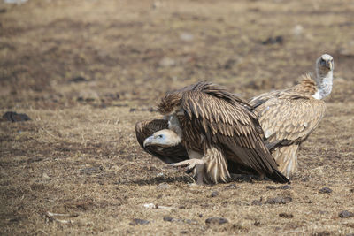 Close-up of eagle on field