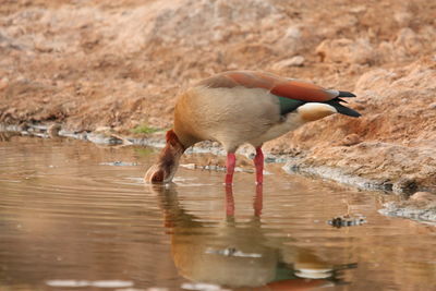 Side view of a bird drinking water