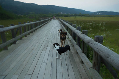 Dog on footbridge against sky