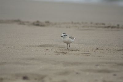 Seagull on sand at beach