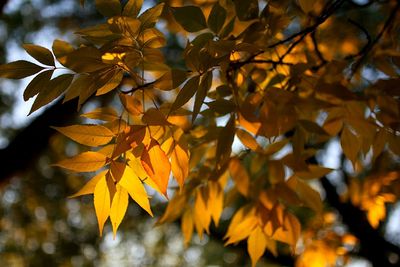 Close-up of leaves on tree