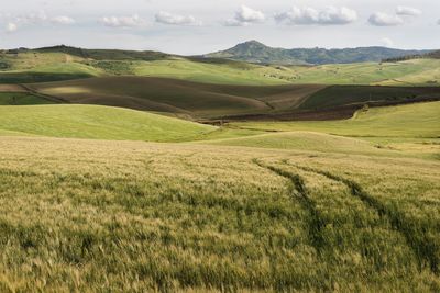 Scenic view of agricultural field against sky