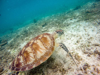 High angle view of turtle in sea