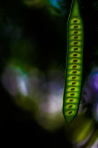 Close-up of green leaf