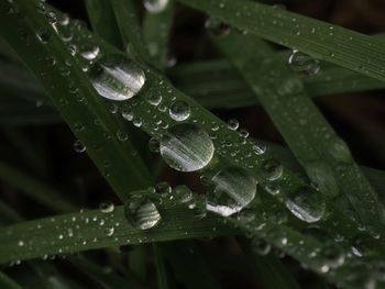 Close-up of wet plant leaves during rainy season