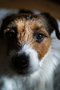 Close-up portrait of dog