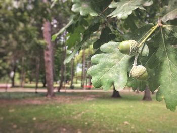 Close-up of fruits growing on tree