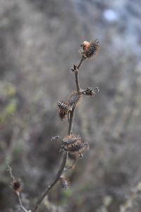 Close-up of dried plant