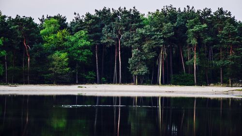 Scenic view of lake by trees against sky