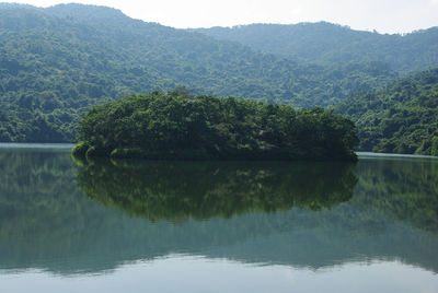 Scenic view of lake in forest