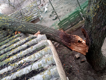 High angle view of tree trunk in forest