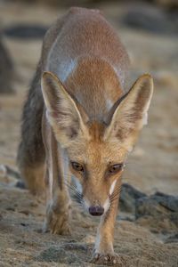 Close-up portrait of horse on field