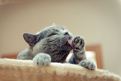 Close-up of cat licking paw