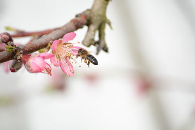 Close-up of bee pollinating on pink flower