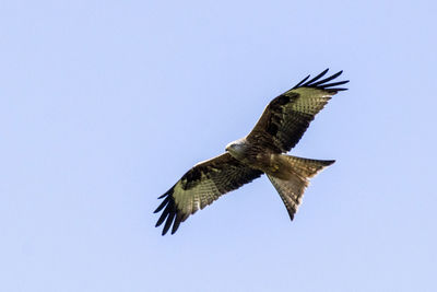 Low angle view of eagle flying against clear sky