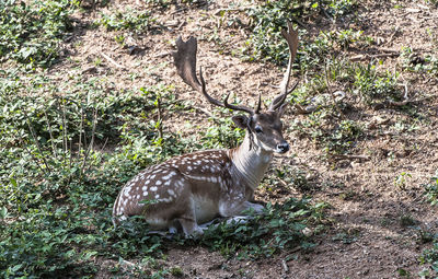 Deer in a forest