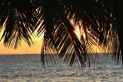 Palm tree by sea against sky during sunset
