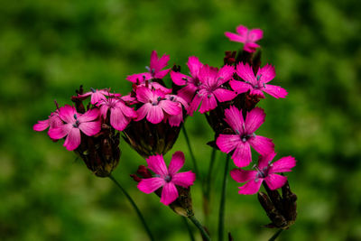 Close-up of pink flowering plants