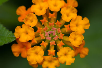 Close-up of yellow flowering plant in park