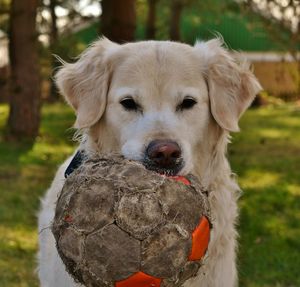 Close-up portrait of dog on field