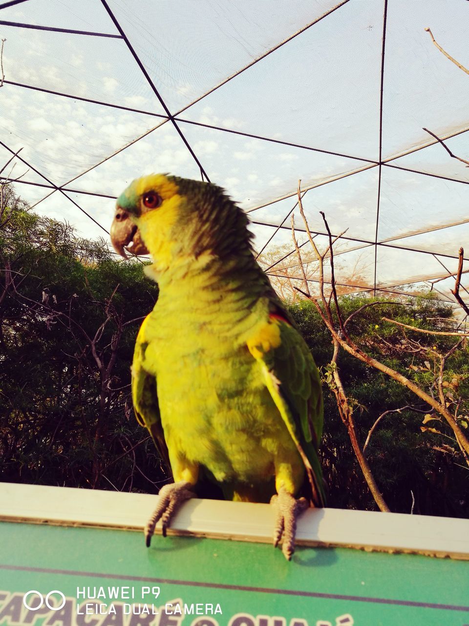 one animal, animal themes, bird, animals in the wild, cage, perching, animal wildlife, no people, day, nature, outdoors, close-up, parrot, sky, mammal