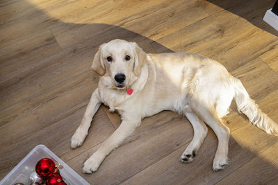 A young male golden retriever is lying on modern vinyl panels in the living room of a house