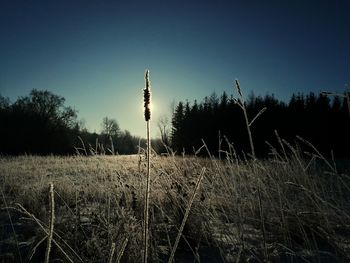 Silhouette plants growing on field against clear sky