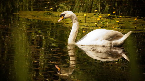 Side view of a swan in water