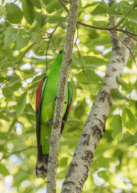 Bird perching on a tree