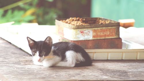 Close-up of cat looking away